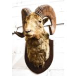 Taxidermy: A late 19th century Tibetan Argali (Ovis ammon) large adult male sheeps head mounted on