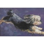 Sui-Chi British contemporary: 'Yorkshire Terrier', a study of a terrier leaping against a purple