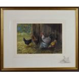 Keith Tovey British (1932 - 2008): a study of a white cockerel and three chickens, signed bottom