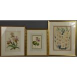 Maud Astley West, British (fl. 1880): a group of three floral studies, including a study of orchids,