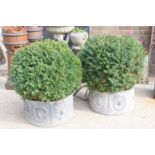 A pair of country house lead planters, containing mature topiary buxus sempervirens balls, the