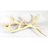 A pair of stag deer antlers, 80cm.