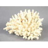 A large white coral specimen, 22cm by 14cm.