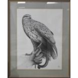 P Draper (20th century): Buzzard Study, pencil on paper, 55 by 41cm.