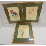 ARTIST UNKNOWN. Botanical flower studies - three. Watercolour and gouache. Each 35cm x 26cm.