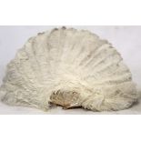 Large 19th century white ostrich feather fan with mother of pearl sticks, approx. 77cm wide, in J.