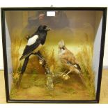 Late 19th century taxidermy bird group modelled as a jay and a magpie on naturalistic branches, in