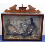 Victorian or Edwardian cased taxidermy figure group of two Grouse amongst grasses and twigs, 73cm