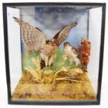Taxidermy bird group of male and female sparrowhawks perched on naturalistic tree stumps, enclosed