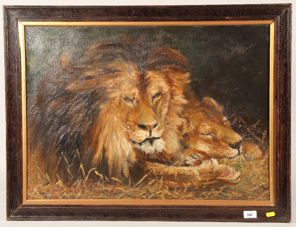 Sleeping lions, oil on canvass, unsigned in frame