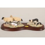 Border Fine Arts model of sheep and dogs