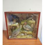 Antique Victorian cased taxidermy group of water fowl to include male and female teal ducks and