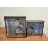 Two antique Victorian cased taxidermy groups comprising a kingfisher on branch height 23cm width