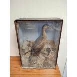 Antique Victorian cased taxidermy of a European Shag (Cormorant family). Height 63cm Width 47cm.