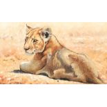 Pip McGarry (British born 1955) Framed oil on canvas, signed and dated 2005 'Lion Cub' 34cm x 60cm