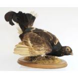 Taxidermy figure of a black grouse (Lyrurus Tetrix) on mohagany oval plinth base with moss, 31cm