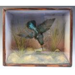 Taxidermy; an early 20th century cased kingfisher, modelled in flight holding a small fish, above