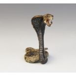 An Austrian cold-painted bronze cobra, modelled in a striking pose, 9.7cm high