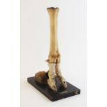 TAXIDERMY: A bovine osteological specimen, early 20th century, showing a cow's fetlock, fetlock