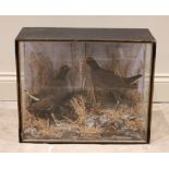 TAXIDERMY: A cased pair of Victorian taxidermy moorhens, late 19th century, each modelled standing