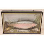 TAXIDERMY: A cased composite replica taxidermy rainbow trout, set to a naturalistic ground with