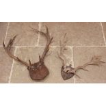 TAXIDERMY: A pair ten point deer antlers mounted upon an oak shield shaped plinth, early 20th