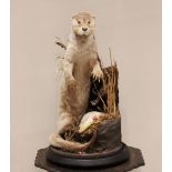 TAXIDERMY; an otter modelled in a standing position upon a naturalistic stepped bank with a Roach