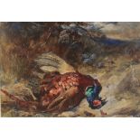 James Hardy Junior (1832-1889), A pheasant, Watercolour and gouache on paper, Signed lower right,