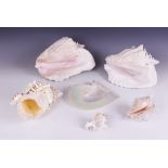 A collection of seashells, to include two queen conch shells, one 29cm long, the other 26cm long (at