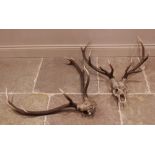 TAXIDERMY: A half deer skull with five point antlers, 85cm long overall, with a part deer skull with