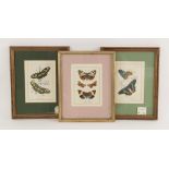 Three chromolithographs on paper, Butterfly studies depicting various species, Published Wyman &