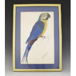 M.E. Davies (English School, 20th century), Study of a parrot (probably a blue and gold macaw),