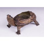 TAXIDERMY: A taxidermy tortoise, early 20th century, the shell cut away and fitted with a later