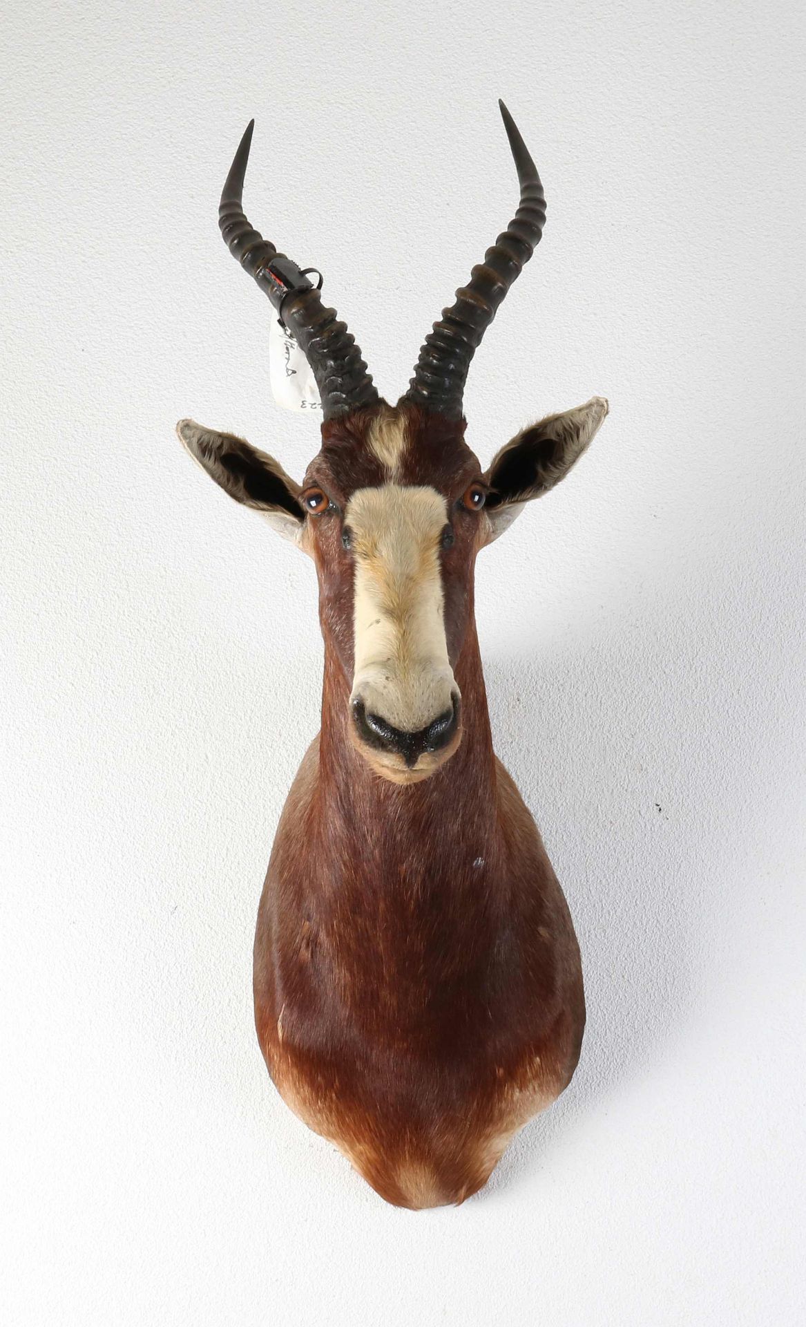South African springbok bust