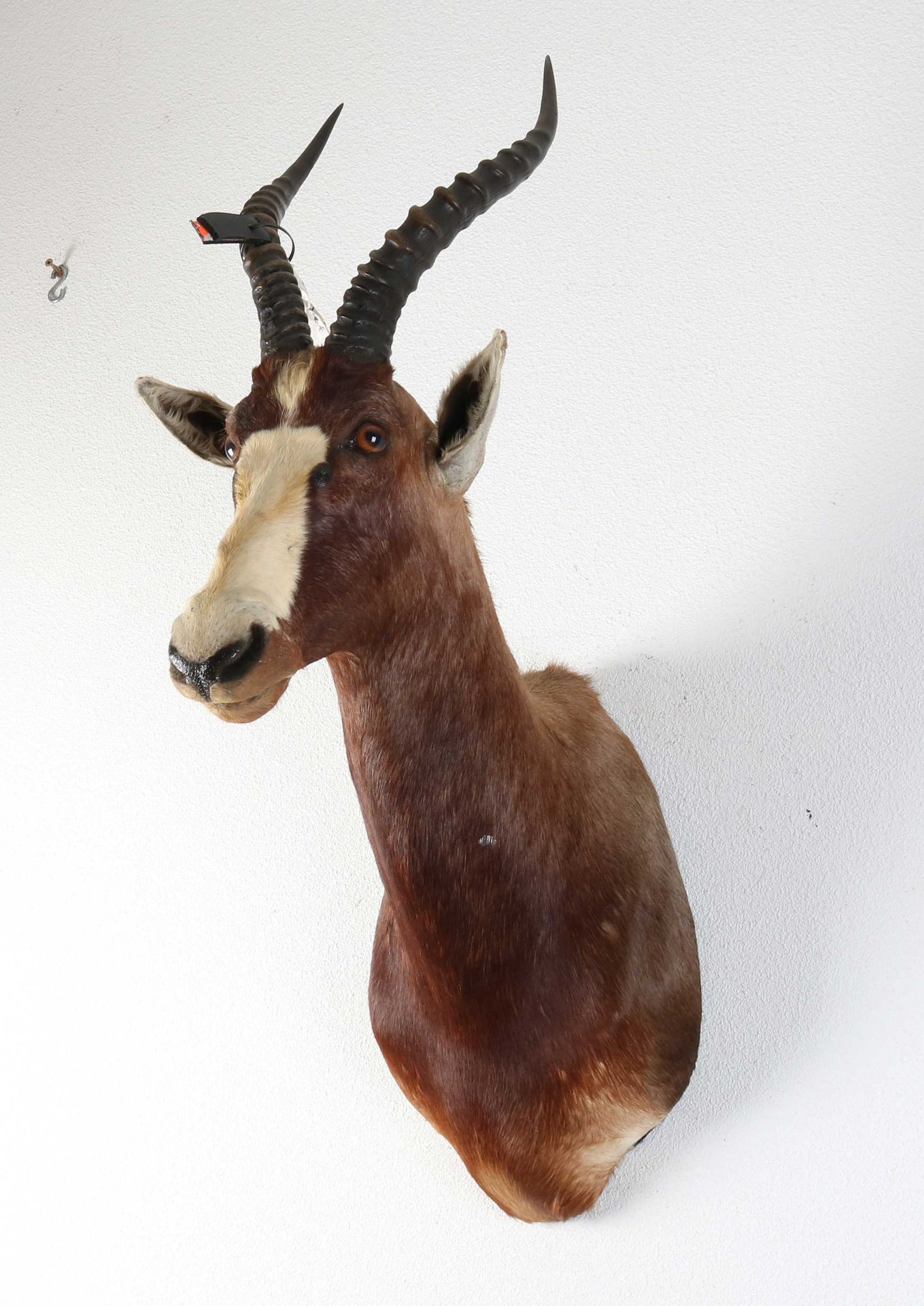South African springbok bust - Image 2 of 2