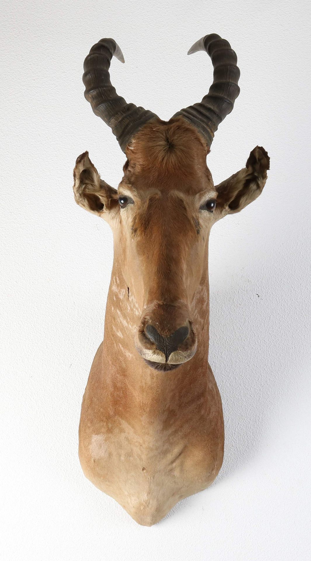South African buck bust