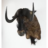 Large stuffed buffalo head