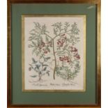 Rare 16th - 17th Century Botanical Engraving