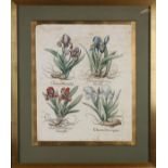 Rare 16th - 17th Century Botanical Engraving