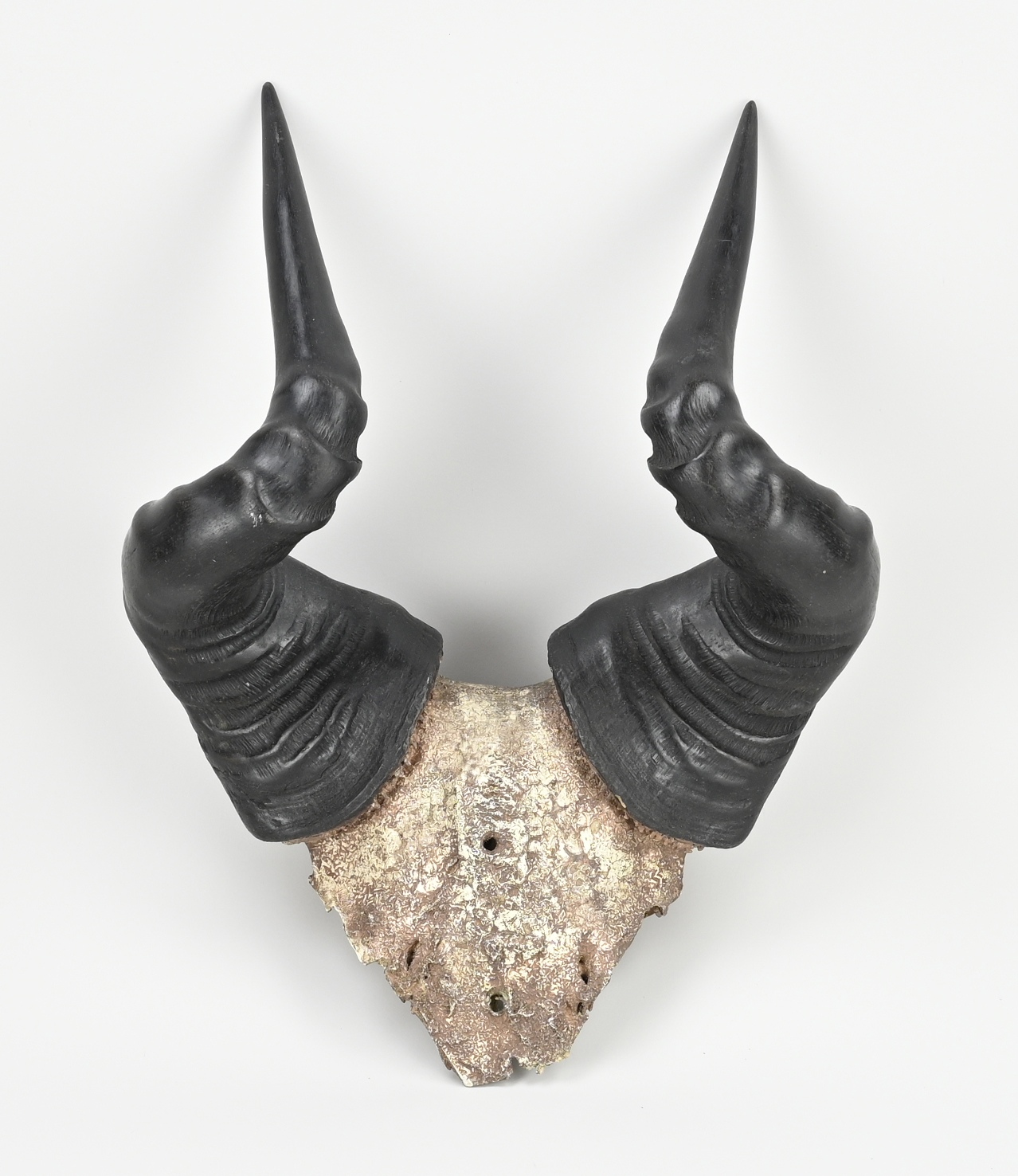 Old ram's head antler with skull
