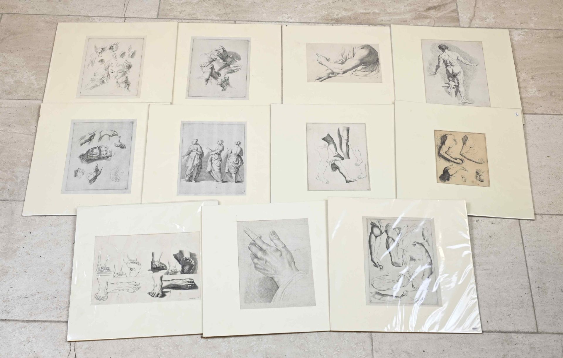 Collection of 11 anatomical studies