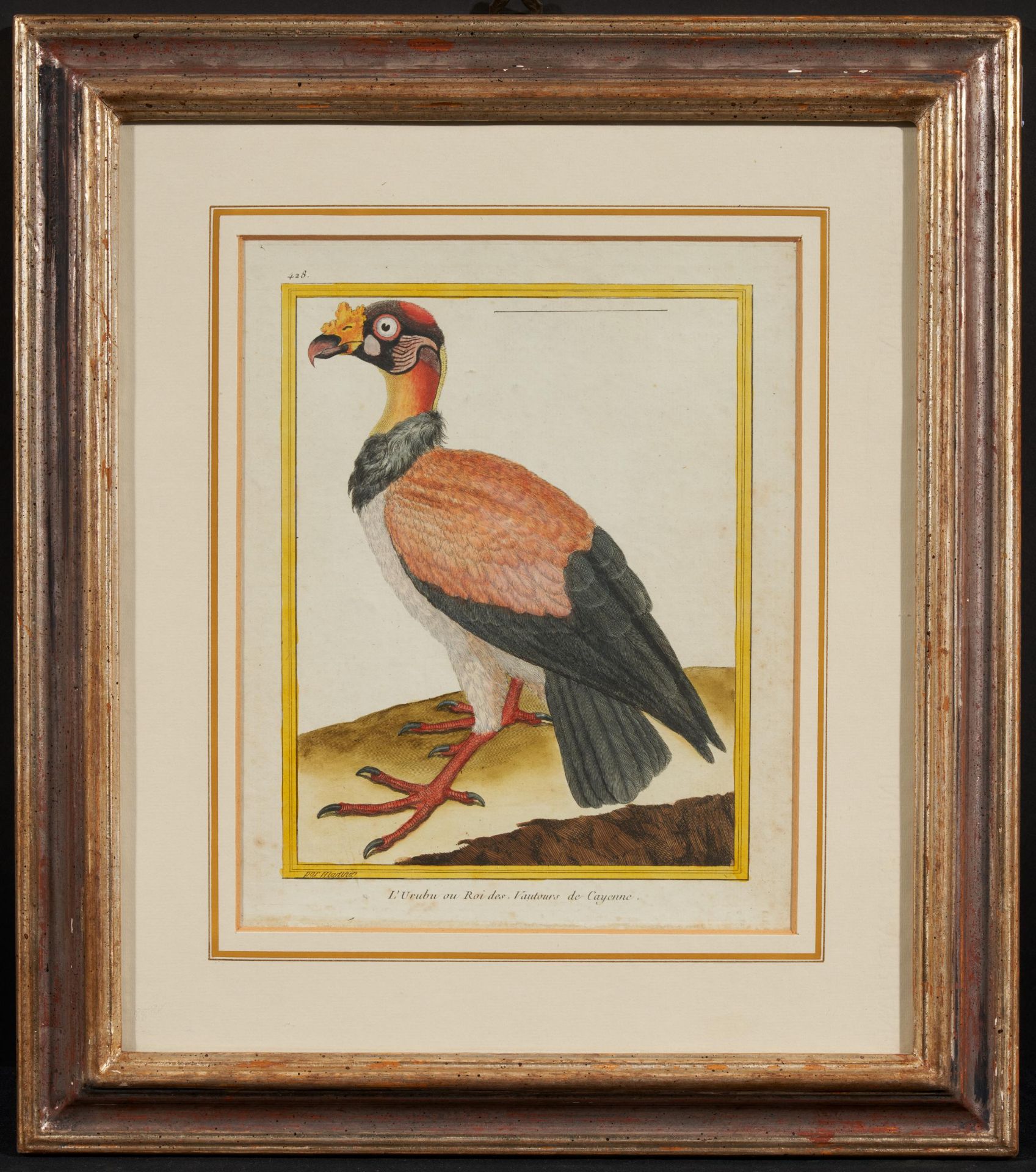 Francois Nicolas Martinet: Folge von vier Vogeldarstellungen - Image 9 of 13