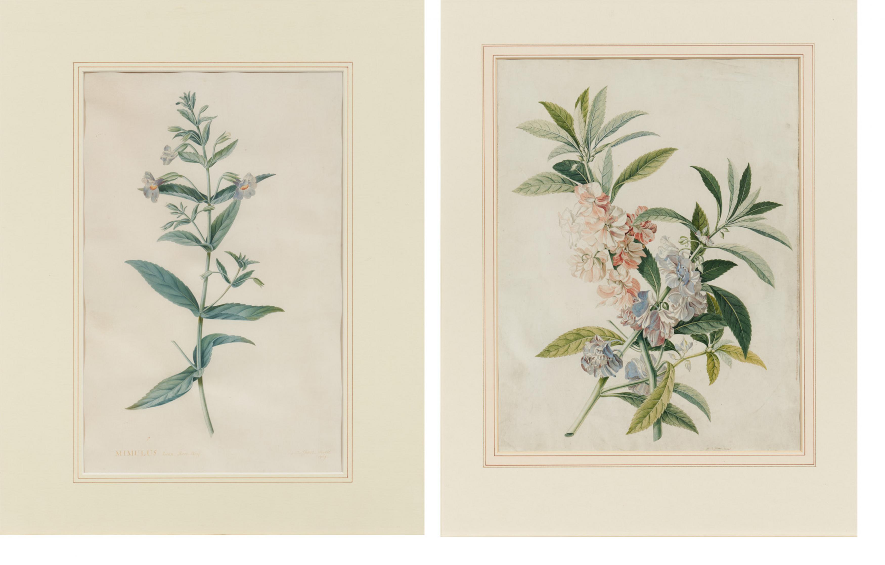 Georg Dionysius Ehret: Zwei Aquarelle mit Blauer Gauklerblume und Impatiens Balsamina