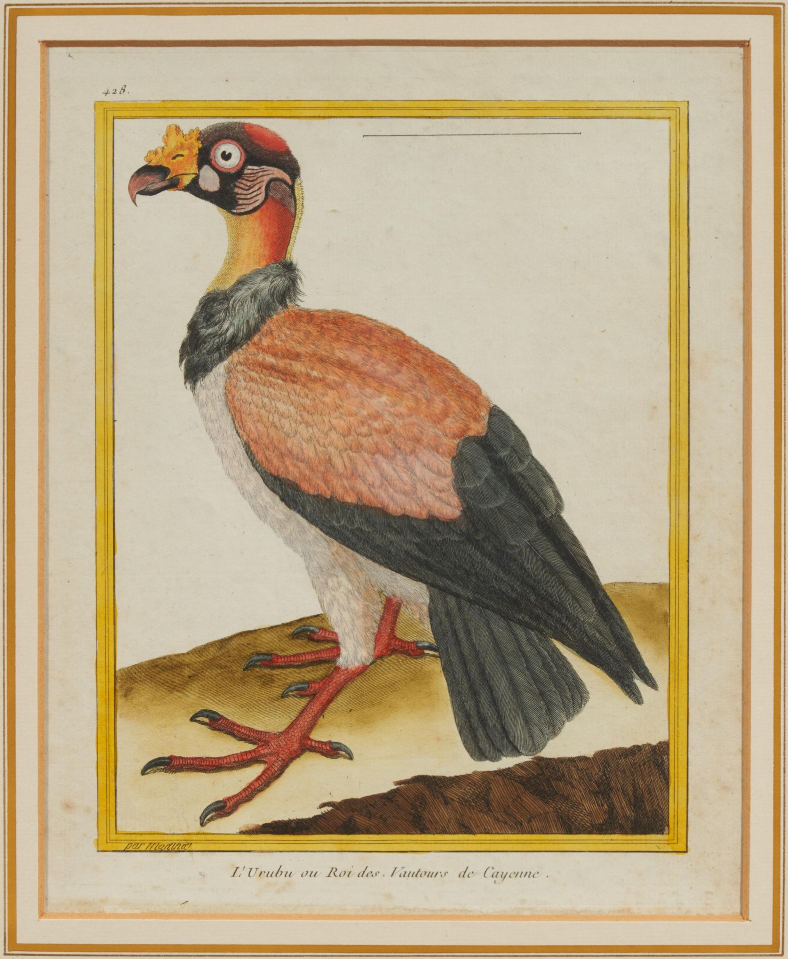 Francois Nicolas Martinet: Folge von vier Vogeldarstellungen - Image 8 of 13