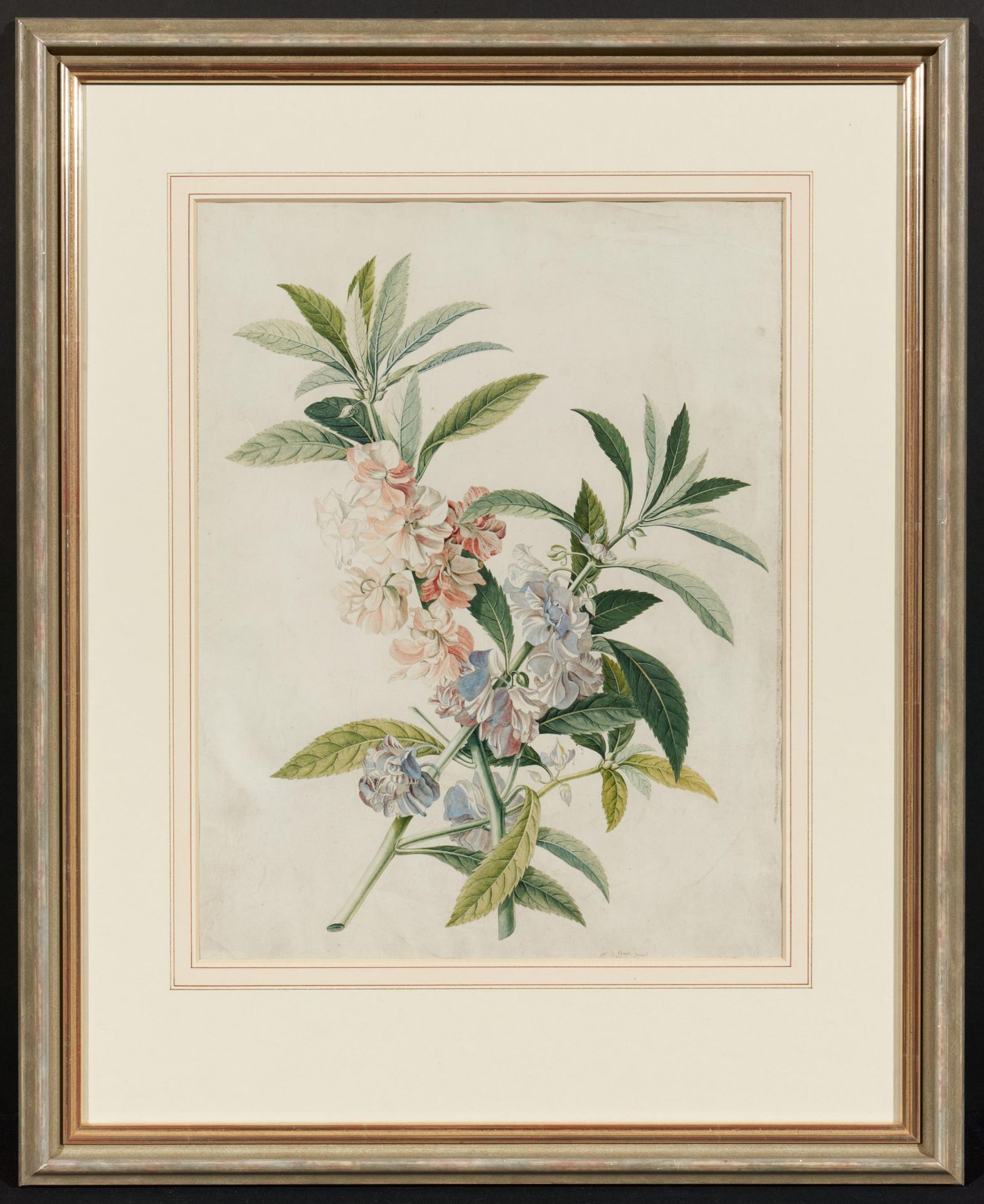 Georg Dionysius Ehret: Zwei Aquarelle mit Blauer Gauklerblume und Impatiens Balsamina - Bild 6 aus 7