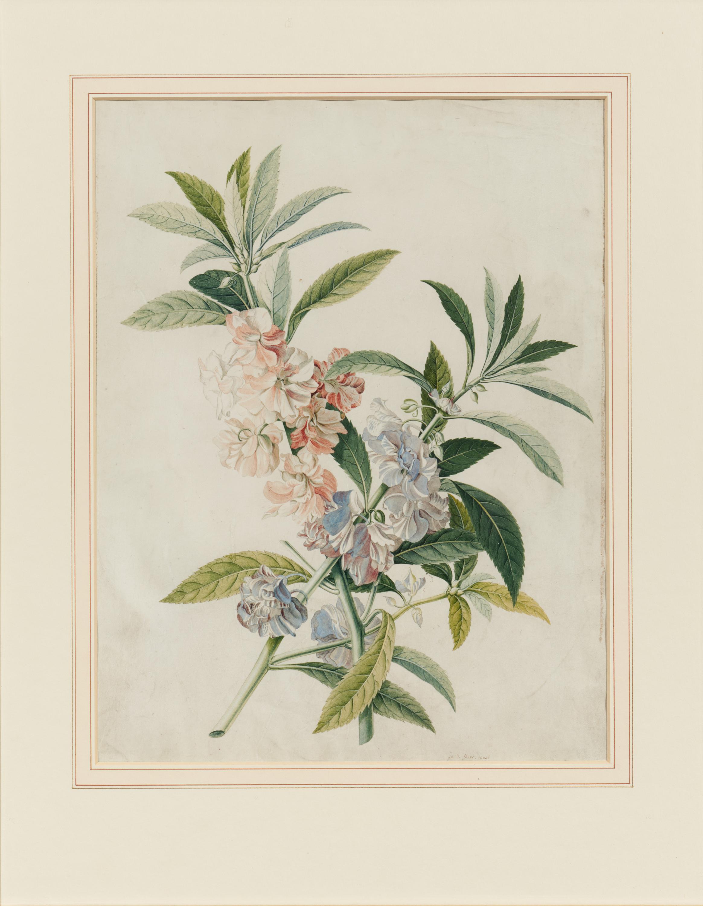 Georg Dionysius Ehret: Zwei Aquarelle mit Blauer Gauklerblume und Impatiens Balsamina - Image 5 of 7