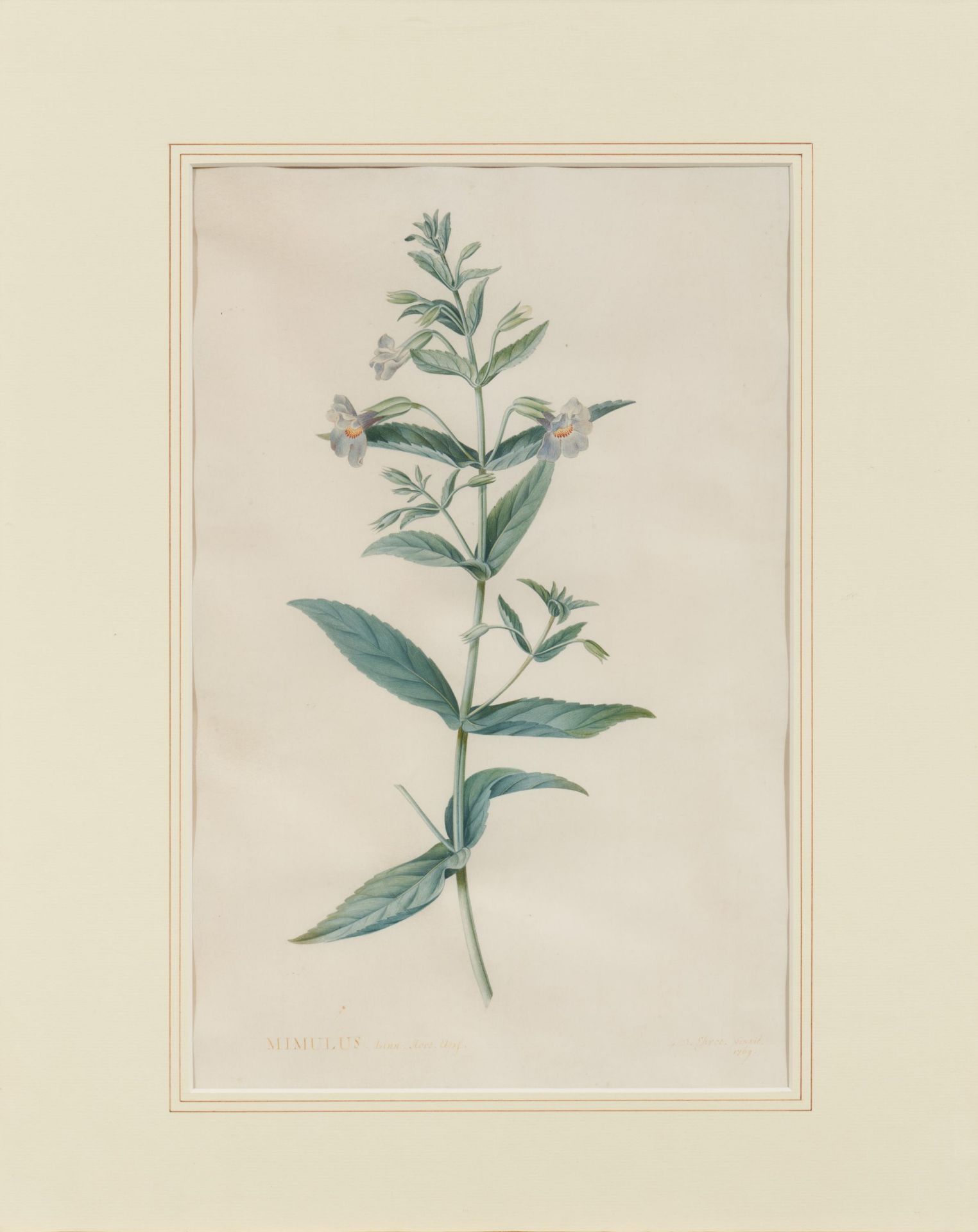 Georg Dionysius Ehret: Zwei Aquarelle mit Blauer Gauklerblume und Impatiens Balsamina - Bild 2 aus 7