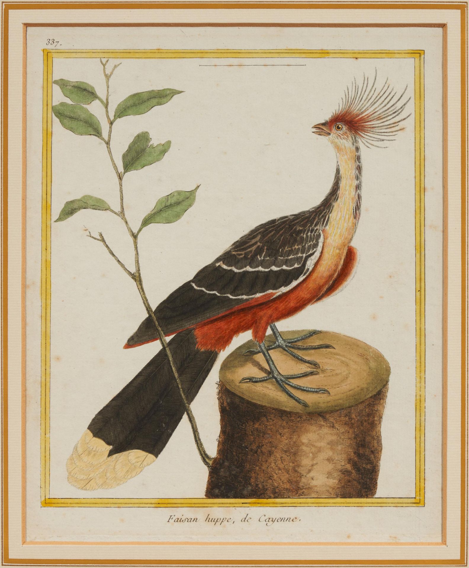 Francois Nicolas Martinet: Folge von vier Vogeldarstellungen - Bild 2 aus 13