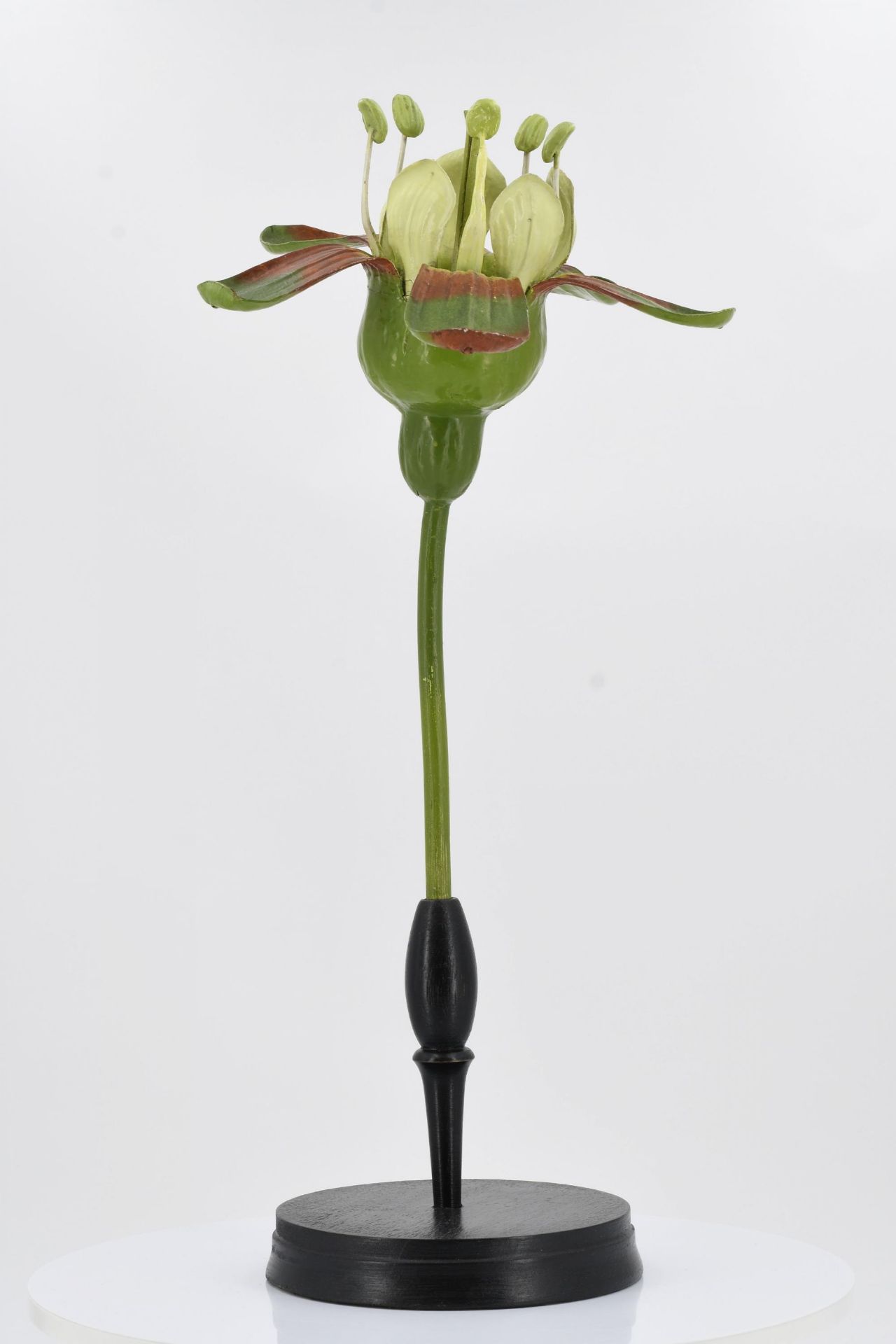 Set of four anatomical plant models - Image 10 of 17