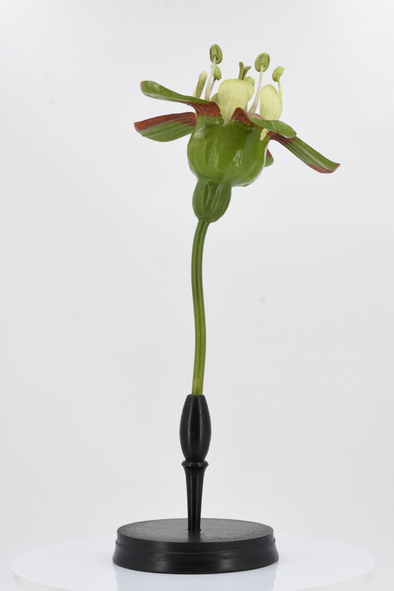 Set of four anatomical plant models - Image 13 of 17